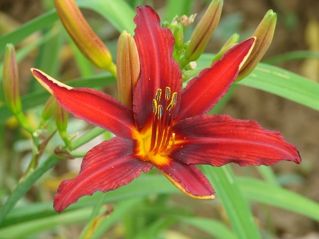 h.uski crveni